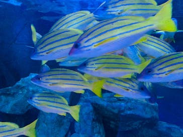 しながわ水族館に投稿された画像（2020/10/19）