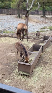 那須サファリパークに投稿された画像（2020/10/19）