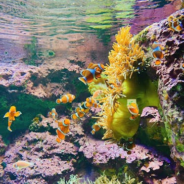 サンシャイン水族館に投稿された画像（2020/10/19）