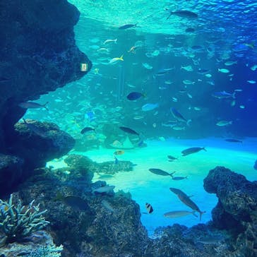 サンシャイン水族館に投稿された画像（2020/10/19）