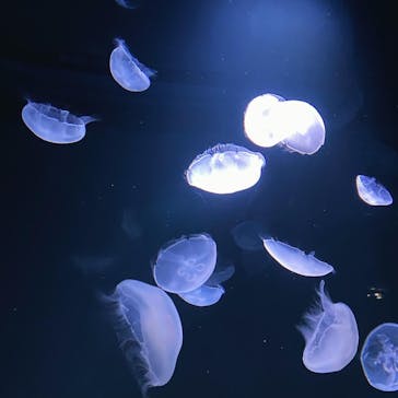 サンシャイン水族館に投稿された画像（2020/10/19）