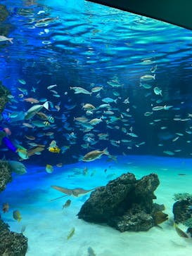 サンシャイン水族館に投稿された画像（2020/10/19）