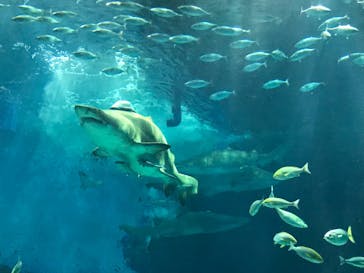 マリンワールド海の中道に投稿された画像（2020/10/19）