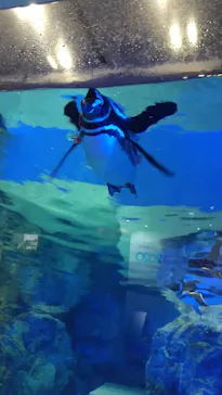 すみだ水族館に投稿された画像（2020/10/19）