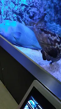 すみだ水族館に投稿された画像（2020/10/19）