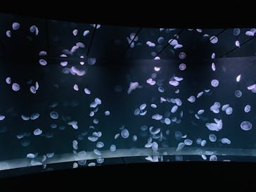 サンシャイン水族館に投稿された画像（2020/10/19）