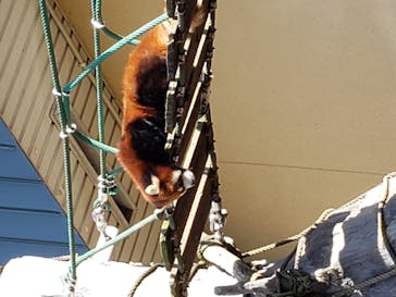 旭川市旭山動物園に投稿された画像（2020/10/19）