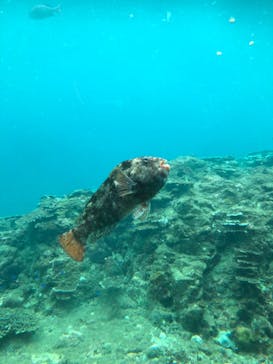 串本海中公園水族館に投稿された画像（2020/10/19）