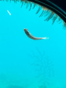 串本海中公園水族館に投稿された画像（2020/10/19）