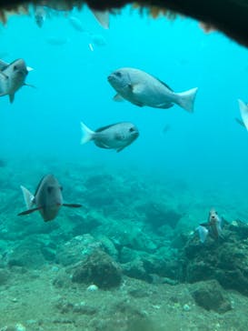 串本海中公園水族館に投稿された画像（2020/10/19）