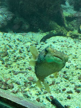 串本海中公園水族館に投稿された画像（2020/10/19）