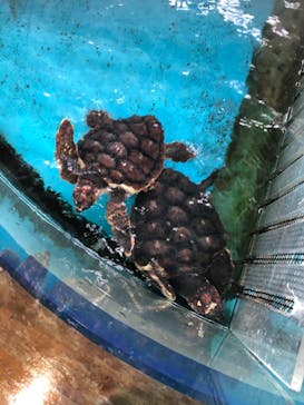 串本海中公園水族館に投稿された画像（2020/10/19）