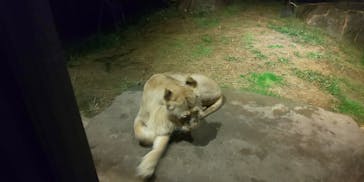 天王寺動物園に投稿された画像（2020/10/19）