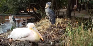 神戸どうぶつ王国に投稿された画像（2020/10/19）