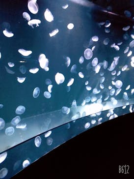 サンシャイン水族館に投稿された画像（2020/10/19）