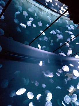 サンシャイン水族館に投稿された画像（2020/10/19）