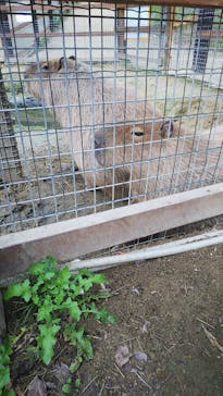 しろとり動物園に投稿された画像（2020/10/19）