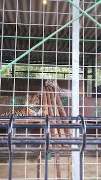 しろとり動物園に投稿された画像（2020/10/19）