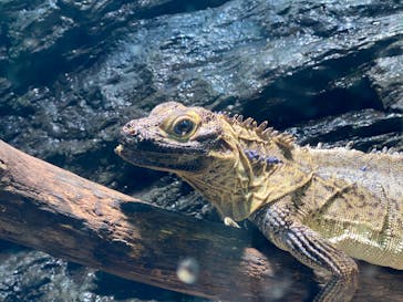 サンシャイン水族館に投稿された画像（2020/10/19）
