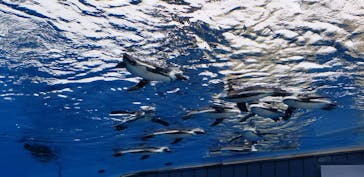 サンシャイン水族館に投稿された画像（2020/10/19）