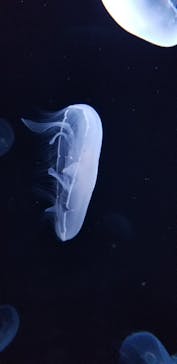 サンシャイン水族館に投稿された画像（2020/10/19）