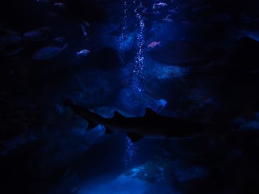 すみだ水族館に投稿された画像（2020/10/19）