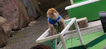 おさるランド＆アニタウン　日光さる軍団劇場に投稿された画像（2020/10/19）