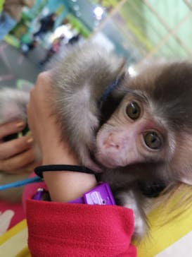 おさるランド＆アニタウン　日光さる軍団劇場に投稿された画像（2020/10/19）