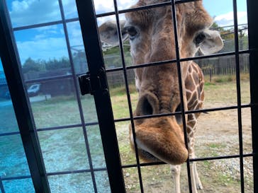 那須サファリパークに投稿された画像（2020/10/20）