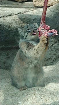 神戸どうぶつ王国に投稿された画像（2020/10/20）