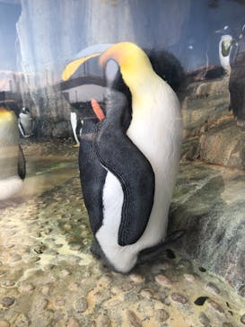仙台うみの杜水族館に投稿された画像（2020/10/20）