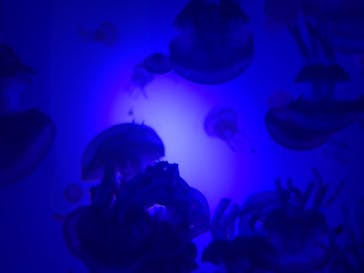 サンシャイン水族館に投稿された画像（2020/10/20）