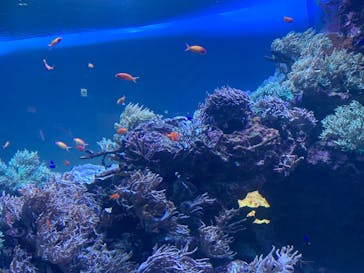 サンシャイン水族館に投稿された画像（2020/10/20）
