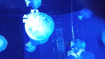 すみだ水族館に投稿された画像（2020/10/20）