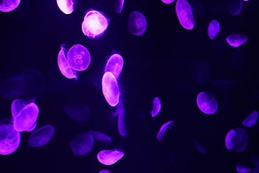 サンシャイン水族館に投稿された画像（2020/10/20）