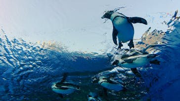 サンシャイン水族館に投稿された画像（2020/10/20）