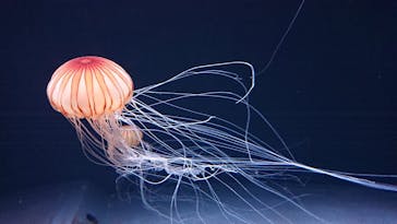 サンシャイン水族館に投稿された画像（2020/10/20）