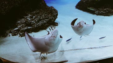 サンシャイン水族館に投稿された画像（2020/10/20）