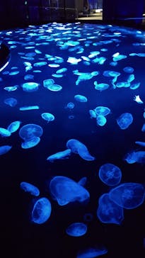 すみだ水族館に投稿された画像（2020/10/21）