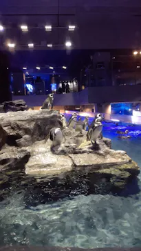 すみだ水族館に投稿された画像（2020/10/21）