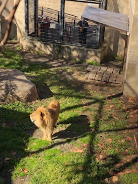 旭川市旭山動物園に投稿された画像（2020/10/21）