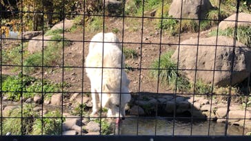 旭川市旭山動物園に投稿された画像（2020/10/21）