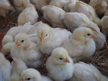 しろとり動物園に投稿された画像（2020/10/21）