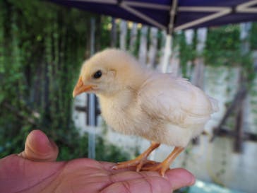しろとり動物園に投稿された画像（2020/10/21）