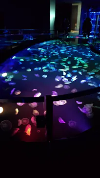 すみだ水族館に投稿された画像（2020/10/21）