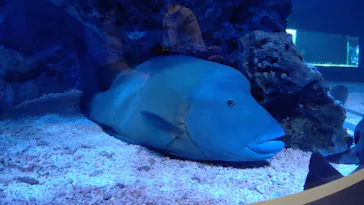 すみだ水族館に投稿された画像（2020/10/21）