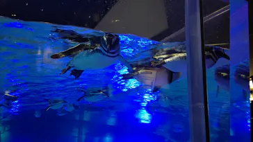 すみだ水族館に投稿された画像（2020/10/21）