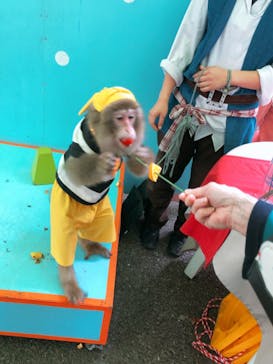 おさるランド＆アニタウン　日光さる軍団劇場に投稿された画像（2020/10/21）