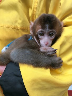 おさるランド＆アニタウン　日光さる軍団劇場に投稿された画像（2020/10/21）