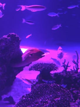 サンシャイン水族館に投稿された画像（2020/10/21）